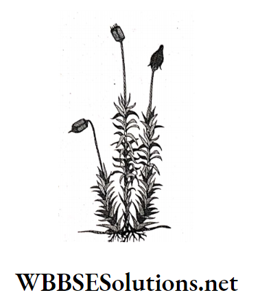WBBSE Solutions For Class 10 Life Science And Environment Chapter 2 Reproduction Moss
