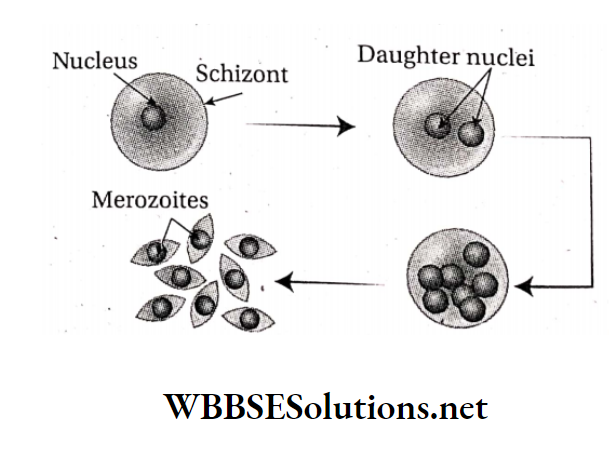 WBBSE Solutions For Class 10 Life Science And Environment Chapter 2 Reproduction Multiple division of Plasmodium