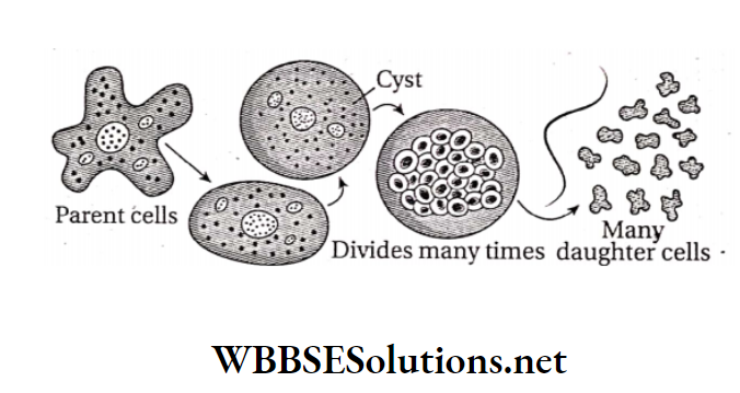 WBBSE Solutions For Class 10 Life Science And Environment Chapter 2 Reproduction Multiple fission of Amoeba.