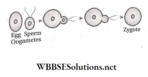WBBSE Solutions For Class 10 Life Science And Environment Chapter 2 Reproduction Oogamy
