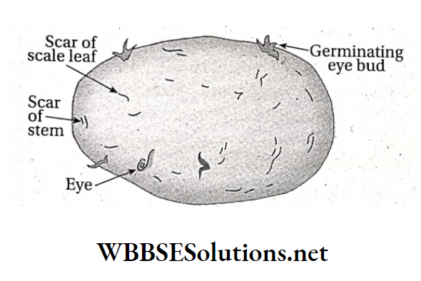 WBBSE Solutions For Class 10 Life Science And Environment Chapter 2 Reproduction Patato