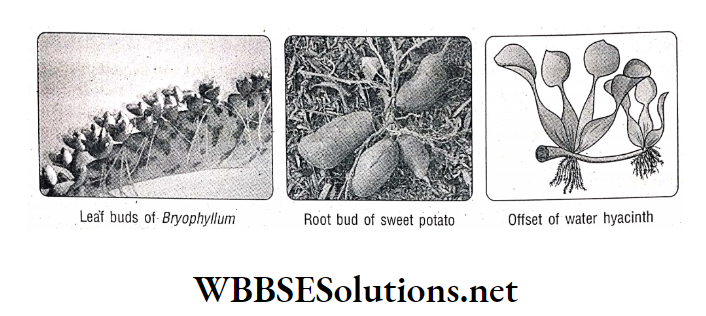 WBBSE Solutions For Class 10 Life Science And Environment Chapter 2 Reproduction natural vegetative propagation