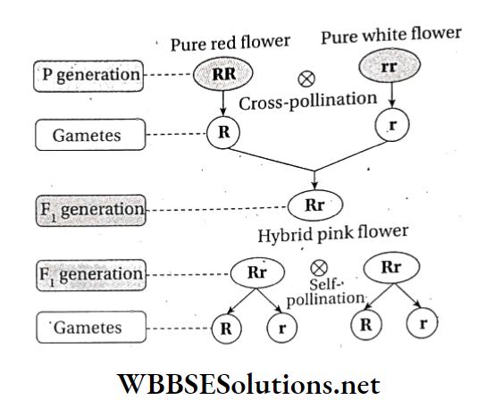WBBSE Solutions For Class 10 Life Science And Environment Chapter 3 Mendel's Laws And Their Deviation Explanation of incomplete dominance 