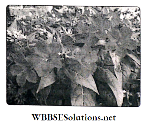 WBBSE Solutions For Class 10 Life Science And Environment Chapter 3 Mendel's Laws And Their Deviation Mirabilis jalapa