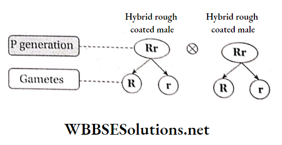 WBBSE Solutions For Class 10 Life Science And Environment Chapter 3 Mendel's Laws And Their Deviation Monohybrid cross between heterozygous rough coated gulinea pig