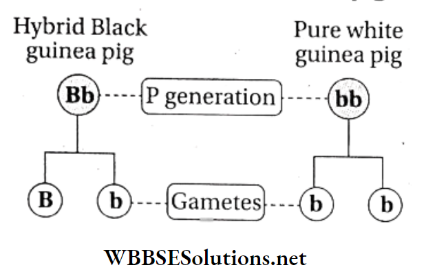WBBSE Solutions For Class 10 Life Science And Environment Chapter 3 Mendel's Laws And Their Deviation Monohybrid cross in Guineapig