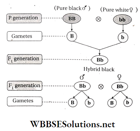 WBBSE Solutions For Class 10 Life Science And Environment Chapter 3 Mendel's Laws And Their Deviation Monohybrid cross of animal and its conclusion