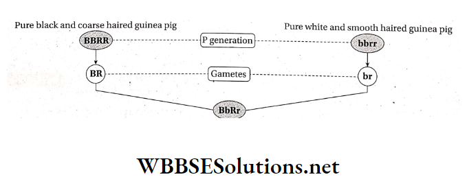 WBBSE Solutions For Class 10 Life Science And Environment Chapter 3 Mendel's Laws And Their Deviation Pure black and white coare haired guinea pig