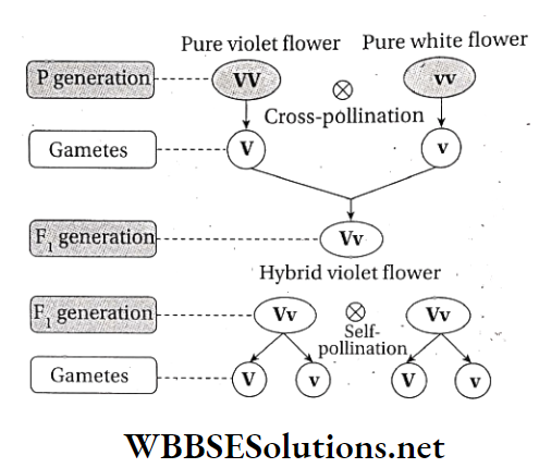 WBBSE Solutions For Class 10 Life Science And Environment Chapter 3 Mendel's Laws And Their Deviation Ratio of pur vioet and pure white flowered plants