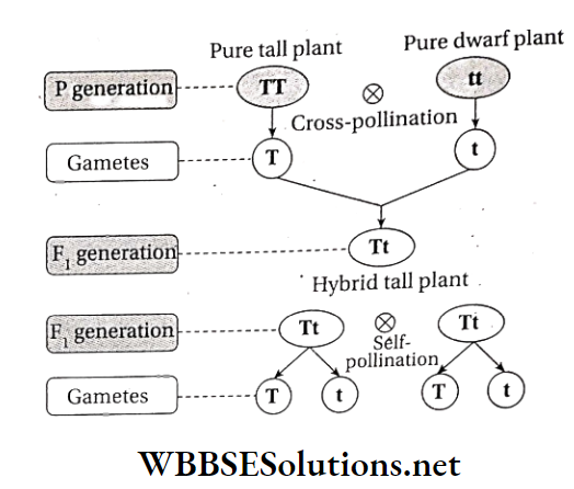 WBBSE Solutions For Class 10 Life Science And Environment Chapter 3 Mendel's Laws And Their Deviation The conclusion of Mendels momohybrid cross