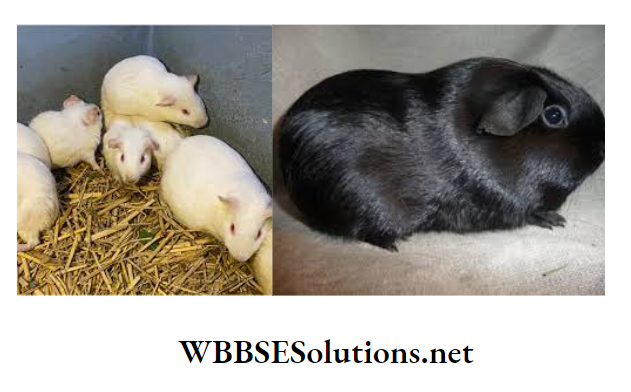 WBBSE Solutions For Class 10 Life Science And Environment Chapter 3 Mendel's Laws And Their Deviation White and black guinea pigs