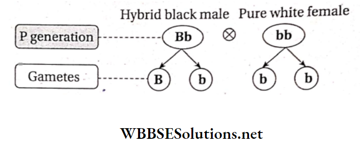 WBBSE Solutions For Class 10 Life Science And Environment Chapter 3 Mendel's Laws And Their Deviation cross between a Hybrid black and a pure white guinea pig