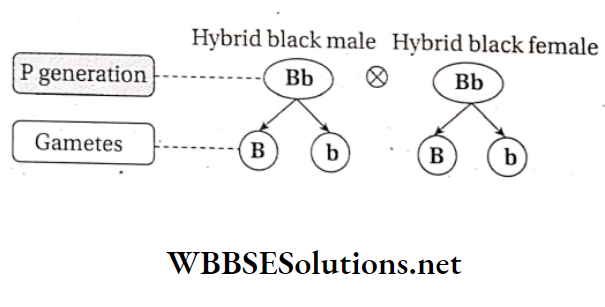 WBBSE Solutions For Class 10 Life Science And Environment Chapter 3 Mendel's Laws And Their Deviation crossing of hybrid black guinea pig