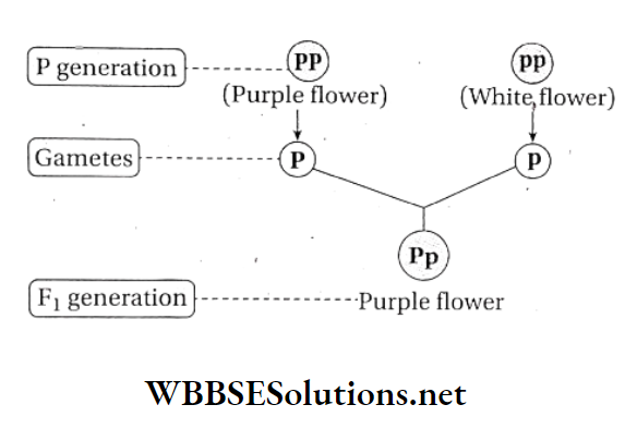WBBSE Solutions For Class 10 Life Science And Environment Chapter 3 Mendel's Laws And Their Deviation dominant trait is expressed in the experiment of hybridisation