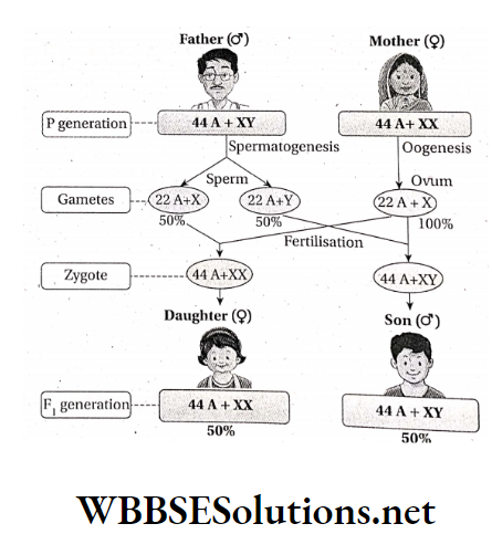 WBBSE Solutions For Class 10 Life Science And Environment Chapter 3 Sex Determination Of Human Sex determination in human