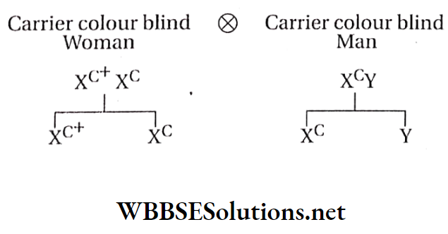 WBBSE Solutions For Class 10 Life Science And Environment Chapter 3 Some Genetic Diseases Carrier colour blind woman and man