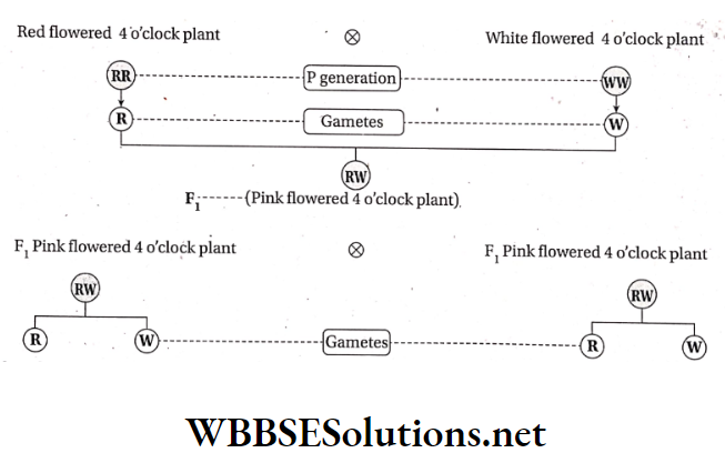 WBBSE Solutions For Class 10 Life Science And Environment Chapter 3 Some Genetic Diseases Deviation from Mendels first law