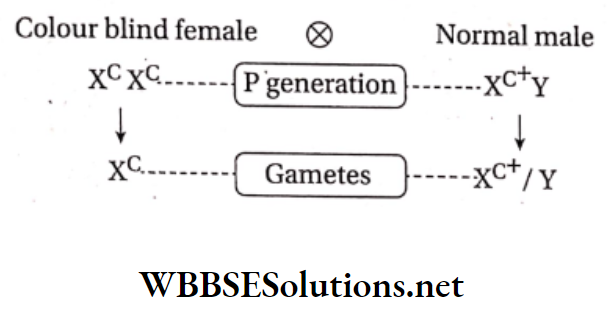 WBBSE Solutions For Class 10 Life Science And Environment Chapter 3 Some Inheritance of colour blindness