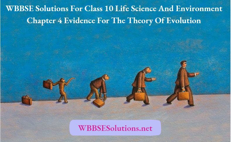 WBBSE Solutions For Class 10 Life Science And Environment Chapter 4 Evidence For The Theory Of Evolution
