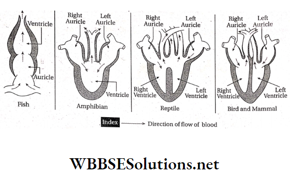 WBBSE Solutions For Class 10 Life Science And Environment Chapter 4 Evolution Evidence For The Theory Of Evolution Structure of heart of vertibrates