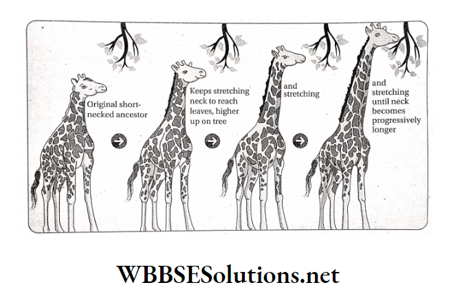 WBBSE Solutions For Class 10 Life Science And Environment Chapter 4 Evolution Theories Of Organic Evolution Lengthening of giraffe's neck