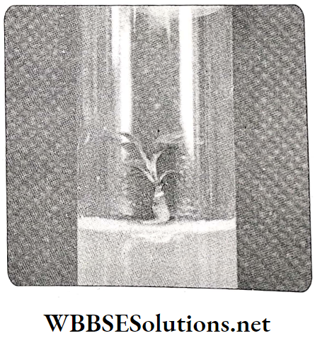 WBBSE Solutions For Class 10 Life Science And Environment Chapter 5 Biodiversity Conservation Cryopreservation