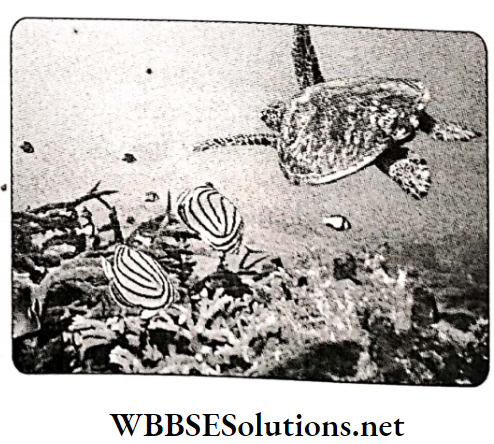 WBBSE Solutions For Class 10 Life Science And Environment Chapter 5 Importance Of Biodiversity Coral reef biodiversity