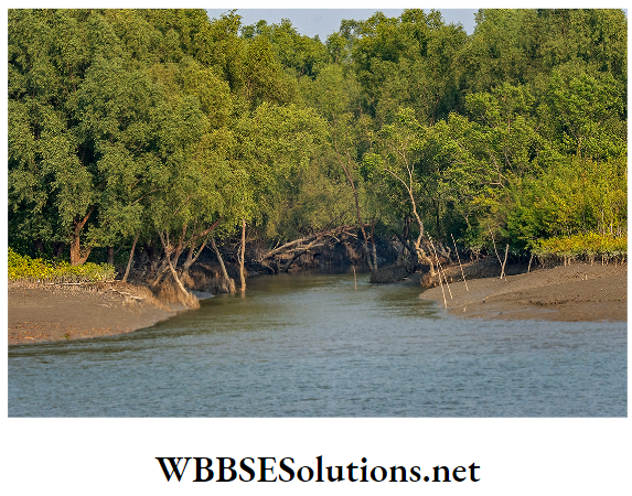 WBBSE Solutions For Class 10 Life Science And Environment Chapter 5 Importance Of Biodiversity Destruction of mangrove foreset in Sundaraban
