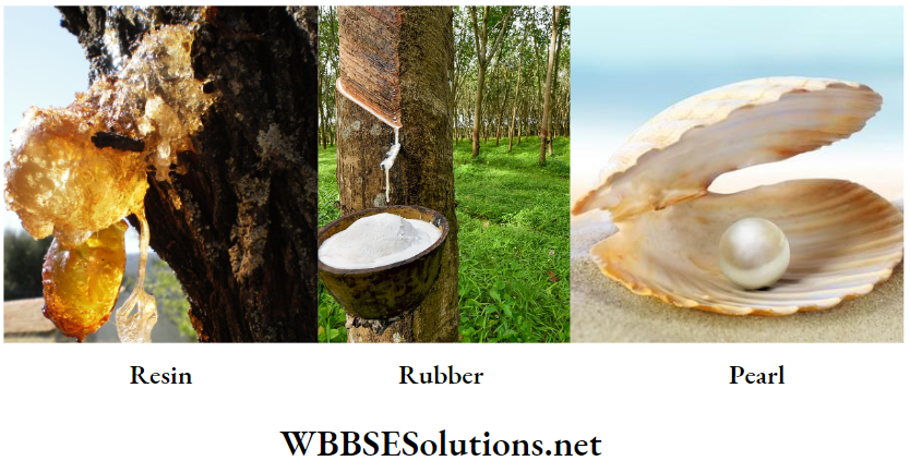 WBBSE Solutions For Class 10 Life Science And Environment Chapter 5 Importance Of Biodiversity Economically important materials from plants and animals