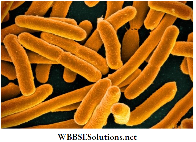 WBBSE Solutions For Class 10 Life Science And Environment Chapter 5 Nitrogen Cycle Azotobacter