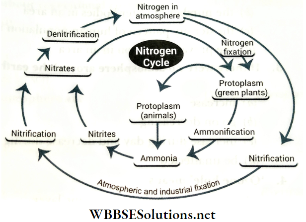 WBBSE Solutions For Class 10 Life Science And Environment Chapter 5 Nitrogen Cycle Nitrogen in to the atmosphere or denitrification