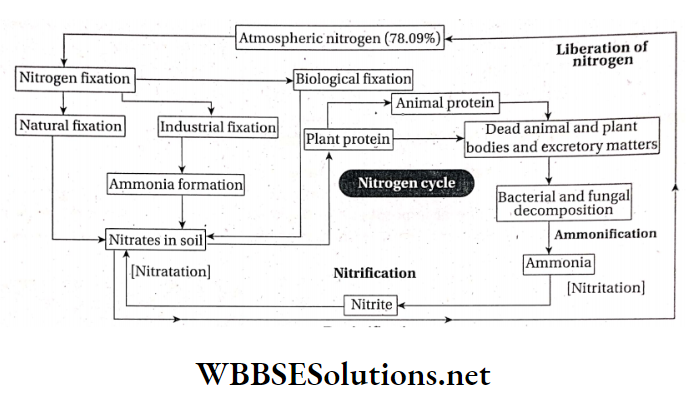 WBBSE Solutions For Class 10 Life Science And Environment Chapter 5 Nitrogen Cycle Nitrogen in to the atmosphere or denitrification