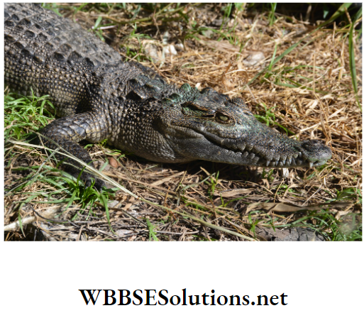 WBBSE Solutions For Class 10 Life Science And Environment Chapter 5 Role Of JFM And PBR In Biodiversity Conservation Crocodile conservation