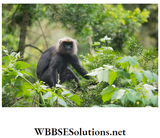 WBBSE Solutions For Class 10 Life Science And Environment Chapter 5 Role Of JFM And PBR In Biodiversity Conservation Nilgiri langur endangered species