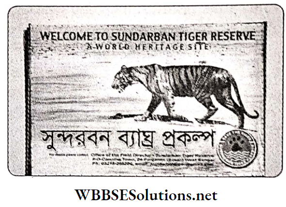 WBBSE Solutions For Class 10 Life Science And Environment Chapter 5 Role Of JFM And PBR In Biodiversity Conservation Tiger conservation