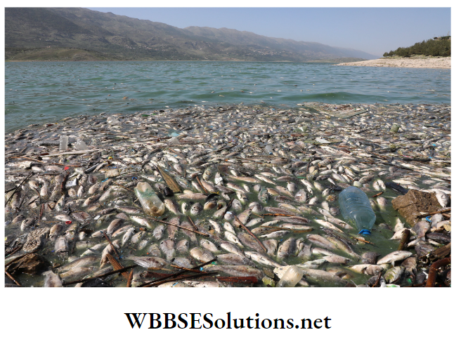 WBBSE Solutions For Class 10 Life Science And Environment Chapter 5 Topic 2 Environmental Pollution Death of fish due to water pollution