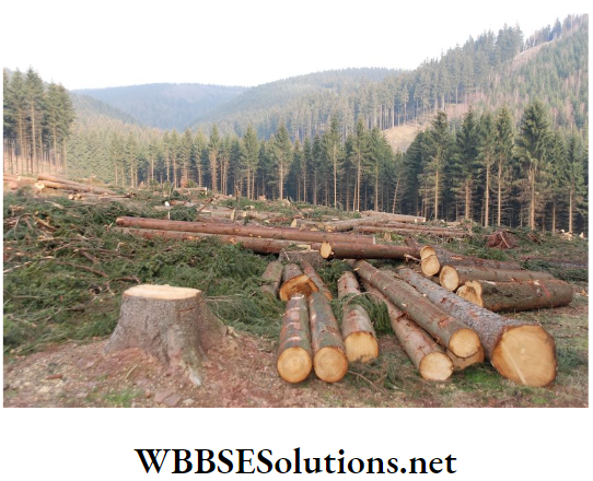 WBBSE Solutions For Class 10 Life Science And Environment Chapter 5 Topic 2 Environmental Pollution Deforestation