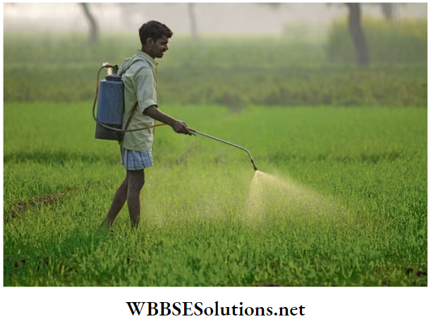 WBBSE Solutions For Class 10 Life Science And Environment Chapter 5 Topic 2 Environmental Pollution Spraying of Pesticide