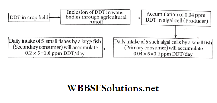 WBBSE Solutions For Class 10 Life Science And Environment Chapter 5 Topic 2 Environmental Pollution The biomagnification of DDT