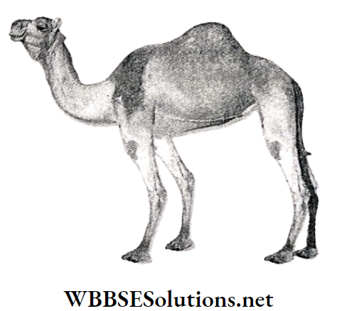 WBBSE Solutions For Class 10 Life Science and Environment Chapter 4 Adaptation Camel