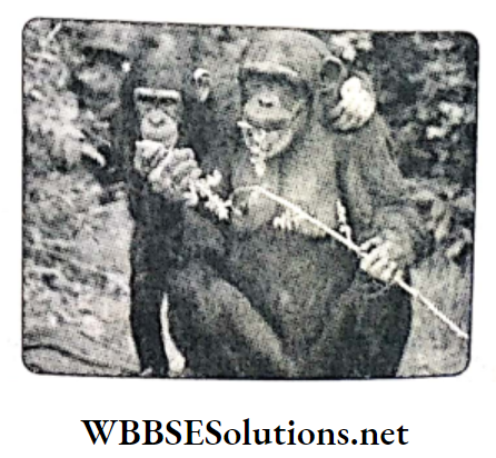 WBBSE Solutions For Class 10 Life Science and Environment Chapter 4 Adaptation Eating of leaves by Chimpanzee