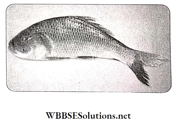 WBBSE Solutions For Class 10 Life Science and Environment Chapter 4 Adaptation Primary aquatic animal fish