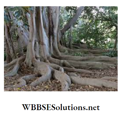 WBBSE Solutions For Class 10 Life Science and Environment Chapter 4 Adaptation Root buttress