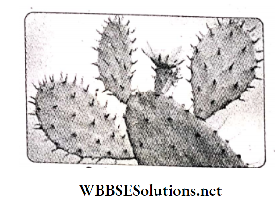 WBBSE Solutions For Class 10 Life Science and Environment Chapter 4 Adaptation Spines of Cactus