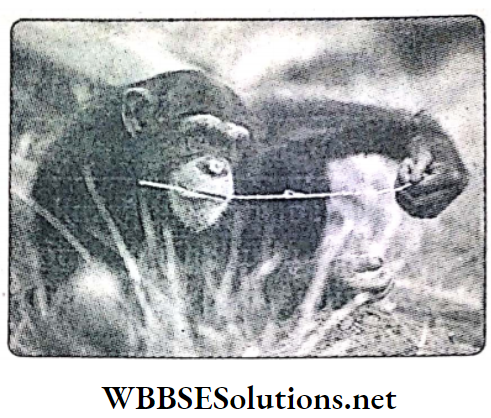 WBBSE Solutions For Class 10 Life Science and Environment Chapter 4 Adaptation Termite fishing by Chimpanzee