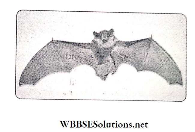 WBBSE Solutions For Class 10 Life Science and Environment Chapter 4 Adaptation primary volant animal bat