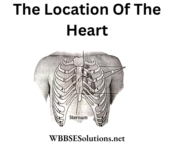 WBBSE Solutions For Class 6 School Science Chapter 8 Human Body Location Of Human Heart