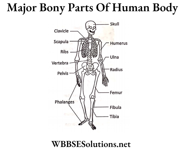 WBBSE Solutions For Class 6 School Science Chapter 8 Human Body Major Bony Parts of Our Body