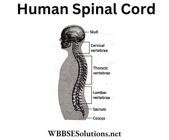 WBBSE Solutions For Class 6 School Science Chapter 8 Human Body Spinal Chord