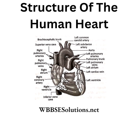 WBBSE Solutions For Class 6 School Science Chapter 8 Human Body Structure Of the Heart